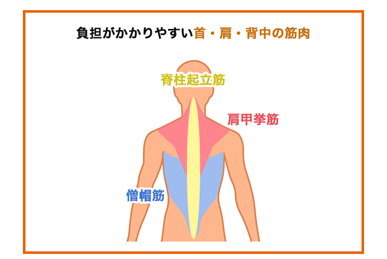 負担がかかりやすい首・肩・背中の筋肉